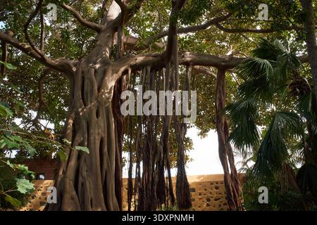 Massiccio albero banyan con lunghe radici aeree appese e ampio baldacchino che cresce accanto a un muro di pietra e a palme Foto Stock