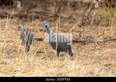 Faraone con caschi in piedi e urlando in una savana asciutta nel Parco Nazionale di Zambesi nello Zimbabwe Foto Stock