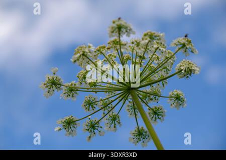 Hogweed dell'Himlayan bianco. Heracleu. Camdicani Foto Stock