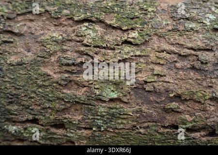 Primo piano di corteccia bruna arborea con muschio verde chiaro Foto Stock