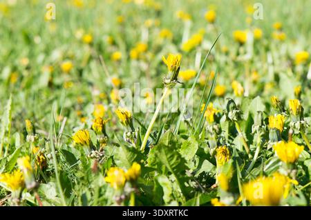 Campo di leoni, fiori gialli in primavera Foto Stock