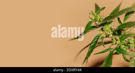 Gemme di cannabis femmine impollinate con trichomi e semi nuovi nella giornata di sole su sfondo marrone sfocato. Striscione floreale con spazio per le copie Foto Stock