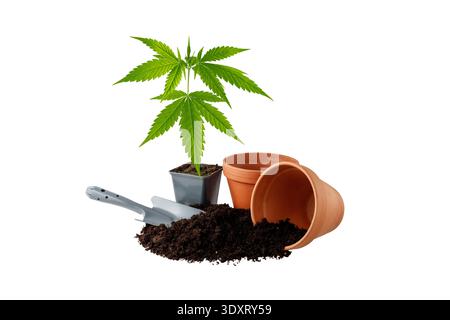 Piccola pianta di cannabis in crescita giovane, vasi vuoti di terracotta, terreno nero con humus e paletta grigia isolata su sfondo bianco. Piantare piantine di orlo Foto Stock