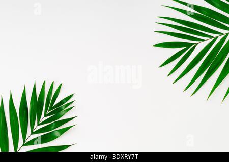 Foglie di palma tropicale su sfondo bianco. Piatto botanico estivo con spazio per copie. Foto Stock