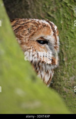 Tawny Owl (Strix aluco) falconiere uccello arroccato sul terreno alla base di un albero, Fife, Scozia, aprile Foto Stock
