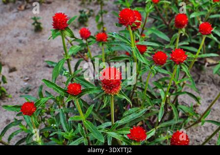 Fiori rossi fioriti di Globe Amaranth Flower, Gomphrena Audray durante l'estate Foto Stock