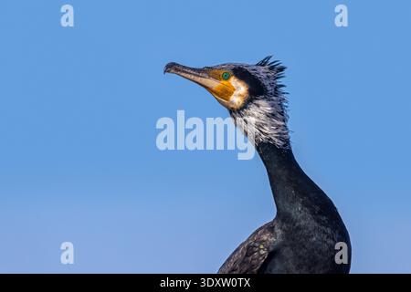 Ritratto ravvicinato del grande cormorano adulto / cormorano continentale (Phalacrocorax carbo sinensis) in piumaggio nel tardo inverno, febbraio Foto Stock