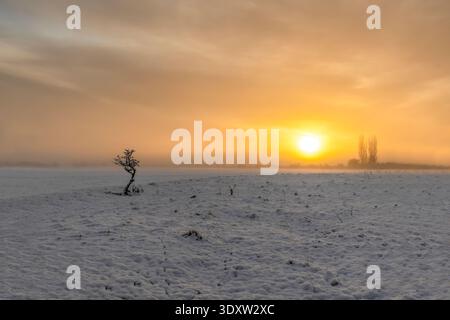 Alba su Un albero solitario in inverno innevato Foto Stock