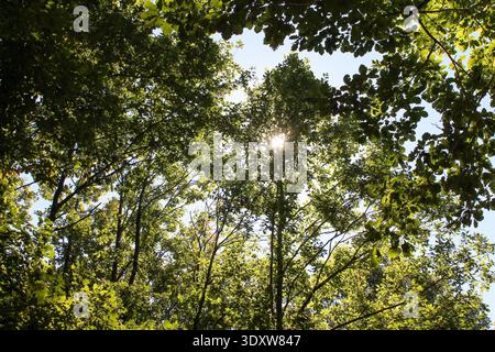 Vista ad angolo basso delle onde del sole che brillano attraverso la lussureggiante vegetazione della foresta Foto Stock