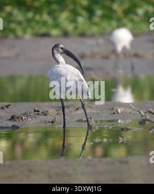 L'ibis dalla testa nera o ibis bianco orientale (Threskiornis melanocephalus) è una specie di uccello da guado della famiglia ibis Threskiornithidae. Foto Stock