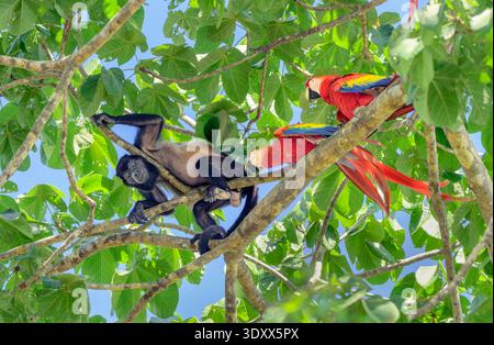 L'ara scarlatta (Ara macao) morde una scimmia urlatrice (Alouatta palliata) nel baldacchino degli alberi, il Parco Nazionale del Corcovado, la penisola di osa, Costa Rica Foto Stock