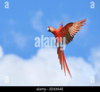 Macchia scarlet (Ara macao) che vola nel cielo blu contro nuvole bianche, Parco Nazionale del Corcovado, Penisola osa, Costa Rica. Foto Stock