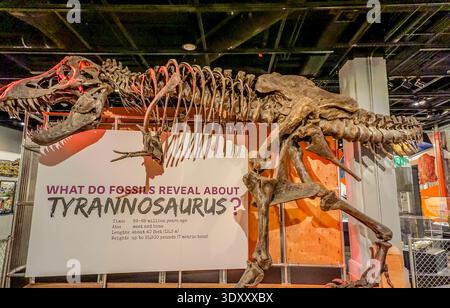 Uno scheletro di un Tyrannosaurus Rex è in mostra in un museo. Lo scheletro è su uno sfondo bianco con un segno che dice: "Cosa rivelano i fossili di abou Foto Stock