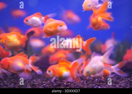 I pesci rossi nuotano in un acquario pieno di acqua e piante Foto Stock