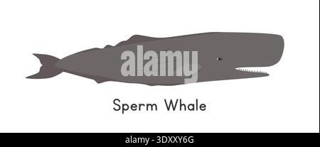 Illustrazione vettoriale delle balene spermatozoi, clipart dei cartoni animati, animale in stile piatto. Animali marini, creature sottomarine, animali oceanici, concetto di vita marina Illustrazione Vettoriale