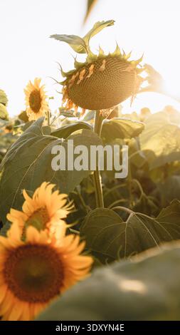 Girasoli che crescono in un campo durante l'ora d'oro con la luce del sole che splende Foto Stock