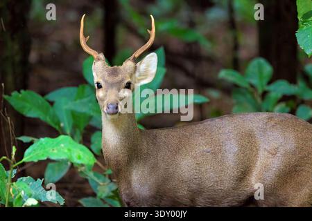 Ritratto del giovane cervo indocinese (Axis porcinus) nell'habitat naturale di Chiang mai, Thailandia Foto Stock