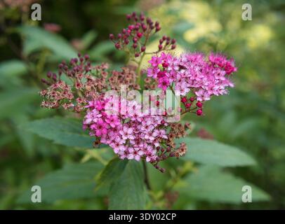 Vista ravvicinata della spirea giapponese in fiore Spiraea japonica, fiori rosa e fogliame di un arbusto ornamentale, ideale per giardinaggio e orticoltura Foto Stock