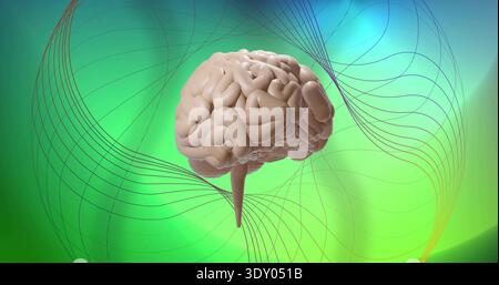 Modello cerebrale 3D fluttuante che mostra il tronco cerebrale, che ruota su sfondo verde-ciano, con linee a reticolo Foto Stock