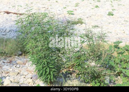vitex agnus-castus è una pianta originaria della regione mediterranea Foto Stock