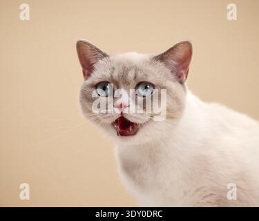 Cat siede di fronte alla telecamera con la bocca aperta. La razza siamese con occhi blu e pelliccia bianca si staglia su sfondo beige. Foto Stock