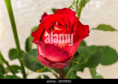 Rosa rossa vivace con centro giallo in fiore. Fiore fresco con foglie verdi. Romantico macro floreale su sfondo neutro Foto Stock