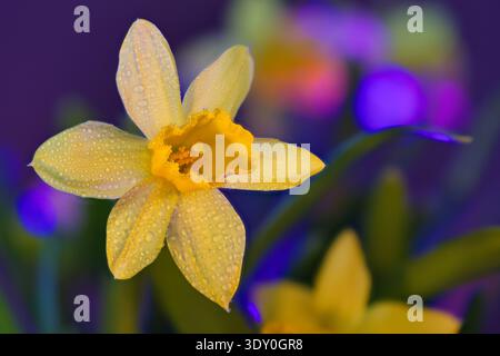 Primo piano di un vivace fiore di narcisi giallo ricoperto da fresche gocce di rugiada mattutina su uno sfondo da sogno viola e blu sfocato. Macro-fotografia artistica di Narciso in magica illuminazione crepuscolare, che enfatizza la consistenza e la freschezza primaverile Foto Stock