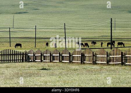 Cavalli selvatici pascolano nei verdi campi della Mongolia vicino a una recinzione di legno durante il giorno. Le linee elettriche si estendono attraverso il paesaggio. Foto Stock