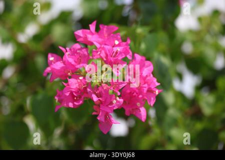 primo piano di bouganville rosa Foto Stock