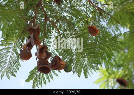 foglie di jakaranda e cialde di semi Foto Stock