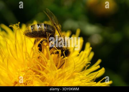 Macro primo piano di un'ape ricoperta di polline che raccoglie nettare da un fiore di dente di leone giallo brillante. Foto Stock