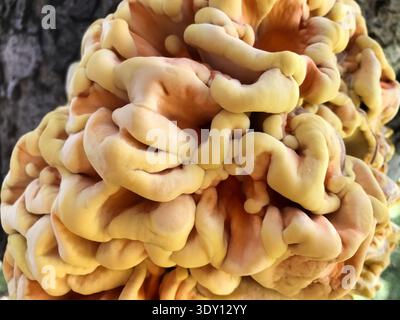 Primo piano di funghi freschi a ripiano di zolfo (noti anche come pollo del bosco) in un unico gruppo vivace. Gli strati giallo-arancione dalla texture dettagliata. Foto Stock