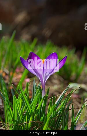 Un unico fiore di cocco viola che fiorisce in un giardino soleggiato a Gyal, Ungheria. Pianta bulbosa all'inizio della primavera in luce solare Foto Stock