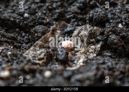 Macro estrema di piccoli semi di spinaci su terreno fertile bagnato. Struttura dettagliata del terreno biologico e del rivestimento di semi per la ricerca agricola Foto Stock
