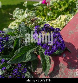 Una foto macro dettagliata di un'ape miele che si allena su vibranti fiori di eliotropio viola, mentre un'altra ape vola dinamicamente nel morbido e sfocato gar estivo Foto Stock