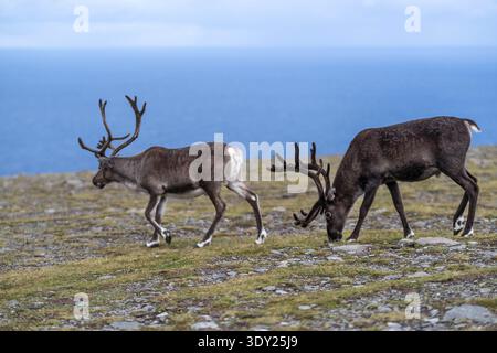 Due renne sulla tundra artica con il mare sullo sfondo, Nordkapp, Norvegia Foto Stock