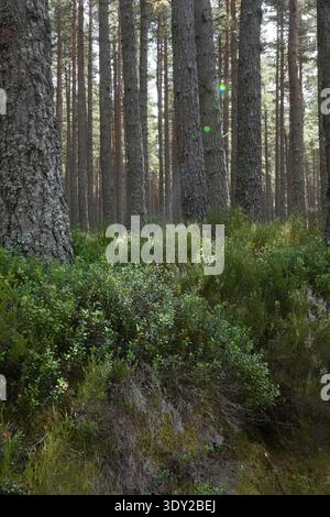Una fitta foresta di conifere caratterizzata da alti pini dritti che si innalzano verticalmente dal fondo della foresta Foto Stock