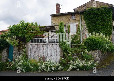 vecchia casa in pietra ricoperta di edera verde nella francia orientale e fiori bianchi che fioriscono di fronte al garage Foto Stock