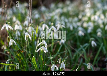 Un vasto tappeto di nevicate in fiore in un ambiente boschivo che cattura l'essenza dell'inizio della primavera. Foto Stock
