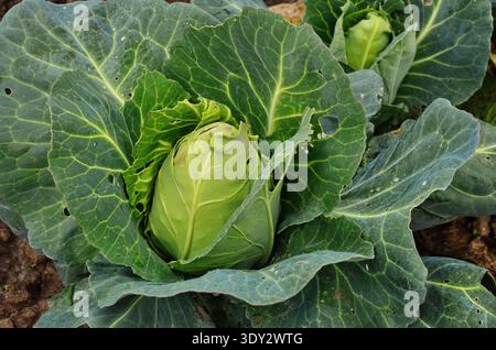 Cavolo o Brassica oleracea capitata, Borecole, broccoli Foto Stock