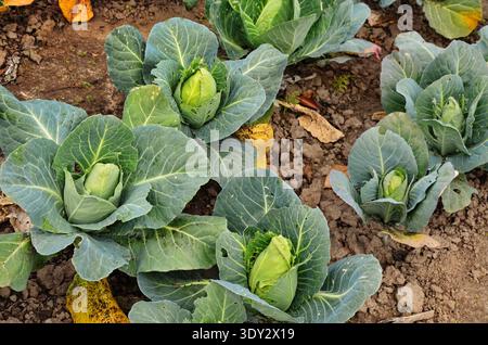 Cavolo o Brassica oleracea capitata, Borecole, broccoli Foto Stock