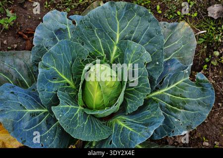 Cavolo o Brassica oleracea capitata, Borecole, broccoli Foto Stock
