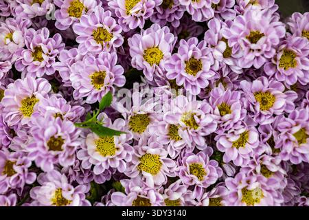 I crisantemi rosa sbocciano creando un vivace sfondo floreale per la primavera Foto Stock