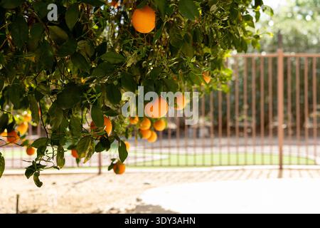 Le arance maturate sui rami inferiori di un albero in un cortile residenziale sul retro Foto Stock