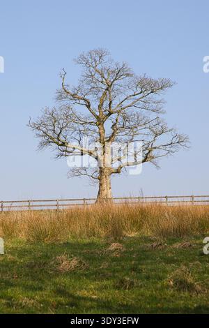 Un albero di quercia solitario e senza fronzoli in un campo erboso dietro una recinzione in legno a Rivington, Bolton, Regno Unito, sotto un cielo azzurro. Foto Stock