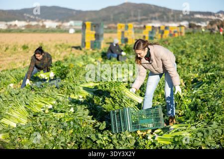 Donna che raccoglie sedano su campo vegetale Foto Stock