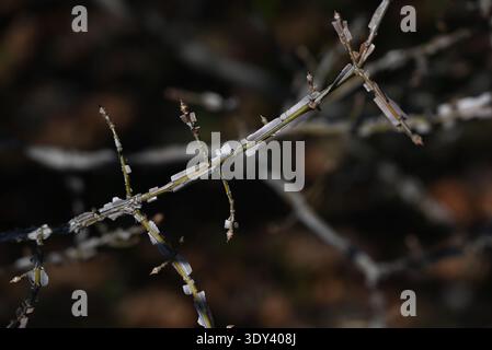 Ali di mandrino alato (Euonymus alatus). Arbusto deciduo Celastraceae. Un albero con un bellissimo fogliame autunnale, con ali di corky sui rami. Foto Stock