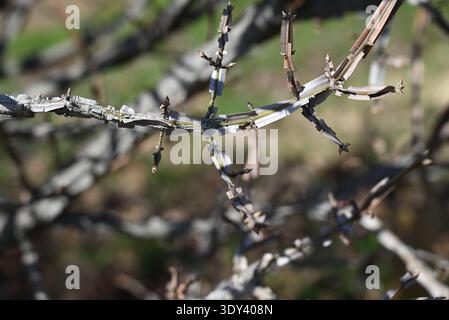 Ali di mandrino alato (Euonymus alatus). Arbusto deciduo Celastraceae. Un albero con un bellissimo fogliame autunnale, con ali di corky sui rami. Foto Stock