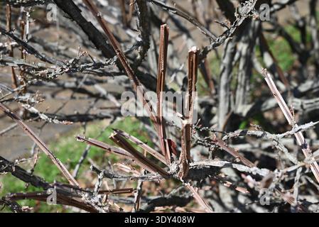 Ali di mandrino alato (Euonymus alatus). Arbusto deciduo Celastraceae. Un albero con un bellissimo fogliame autunnale, con ali di corky sui rami. Foto Stock