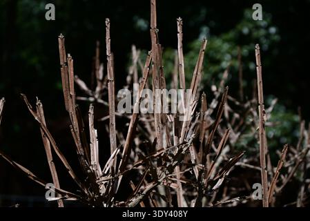 Ali di mandrino alato (Euonymus alatus). Arbusto deciduo Celastraceae. Un albero con un bellissimo fogliame autunnale, con ali di corky sui rami. Foto Stock